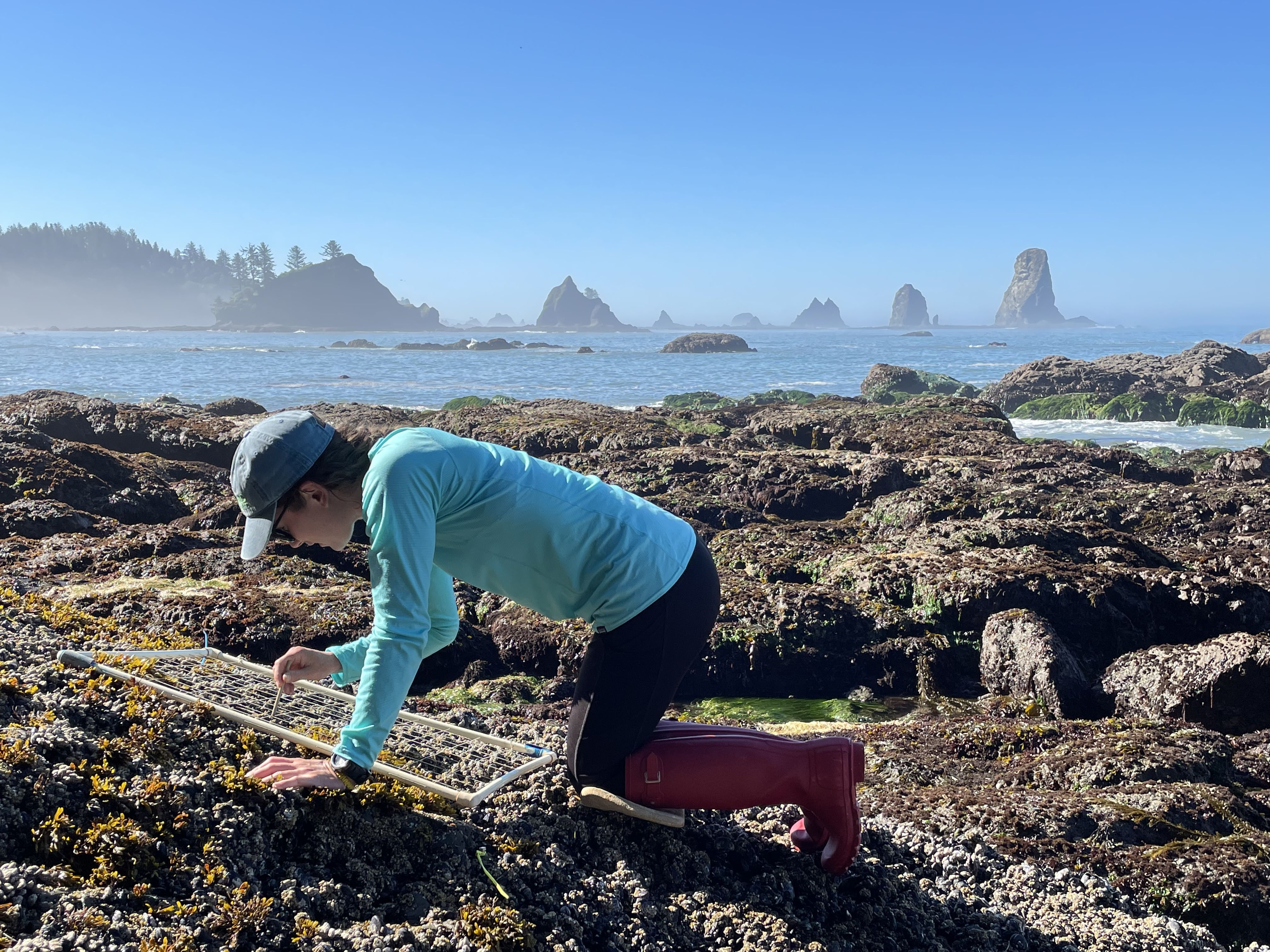 Amelia counting intertidal organisms within a quadrat with sea stacks on the horizon