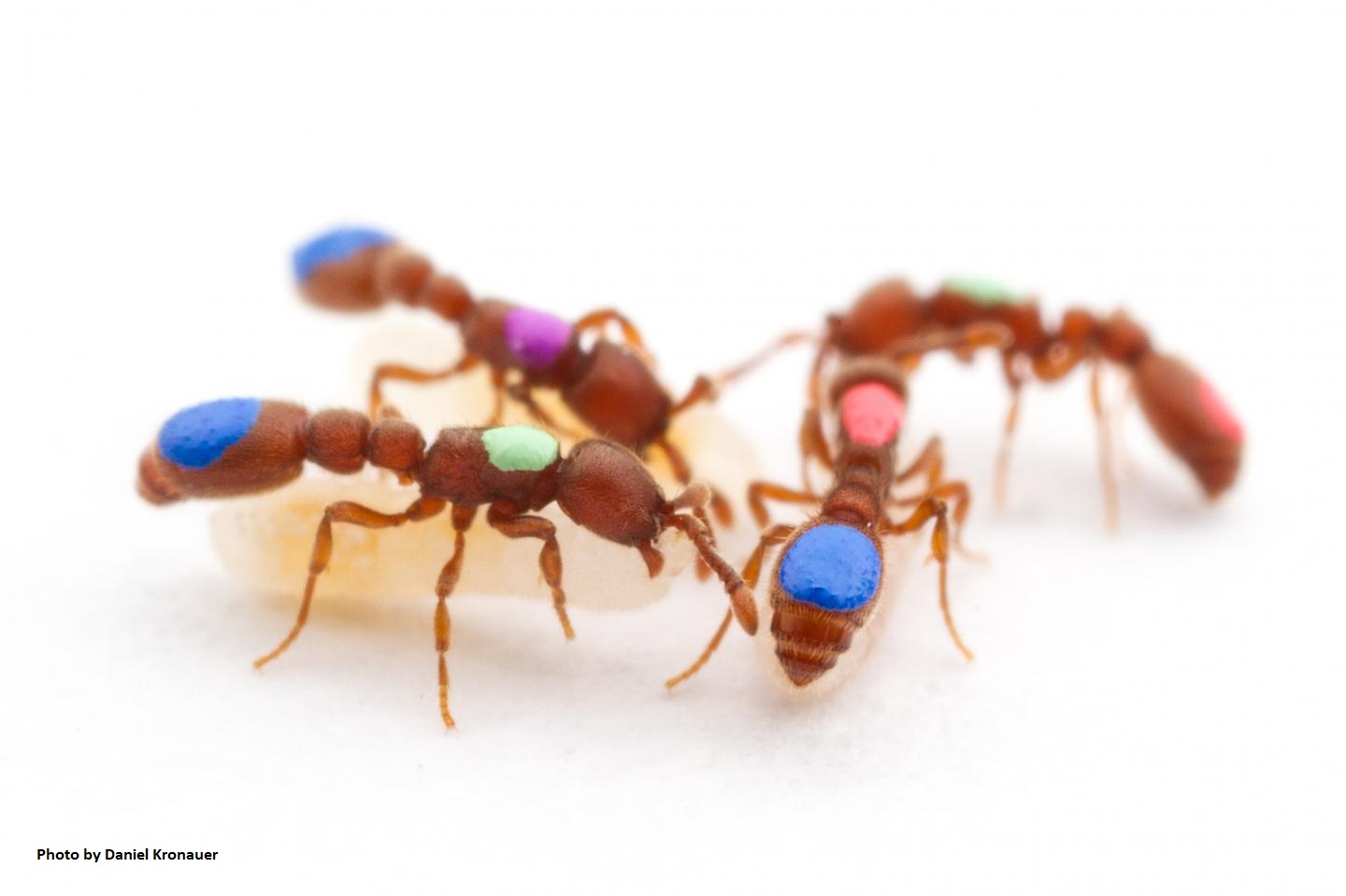 clonal raider ants with painted orange, purple, green, and blue thorax and abdomens