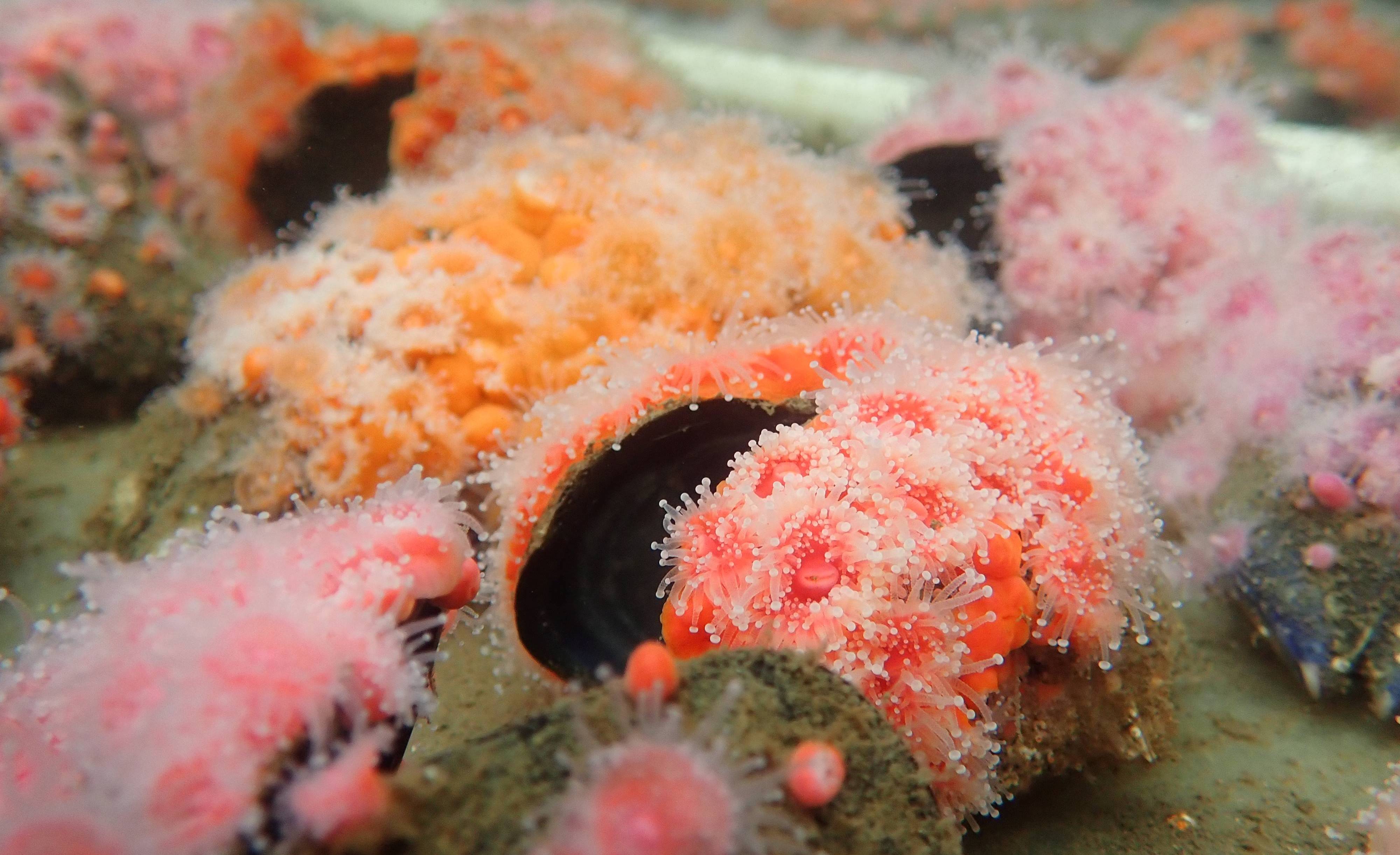 Bright orange, red, and pink strawberry anemones in a tank