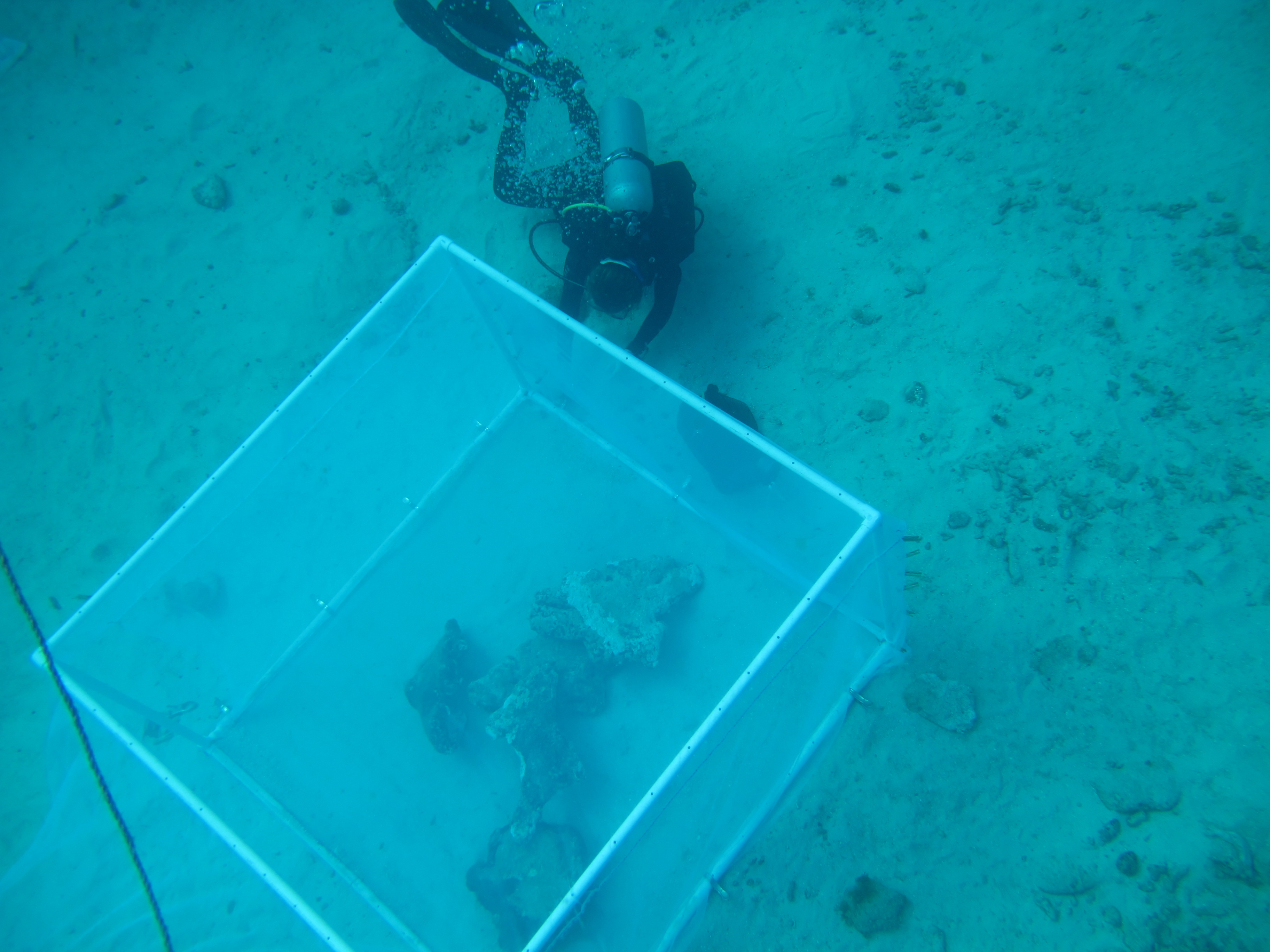 SCUBA diver next to PVC structure covered with mosquito net containing an artificial reef