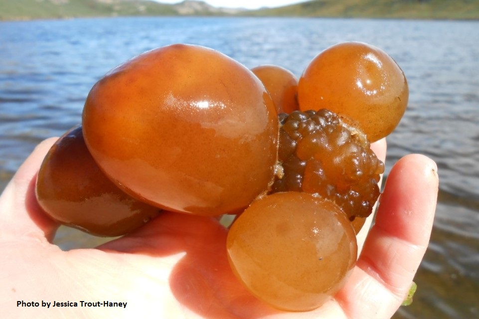 hand holding 6 bright orange sea tomatoes of varying sizes in front of lake in Greenland